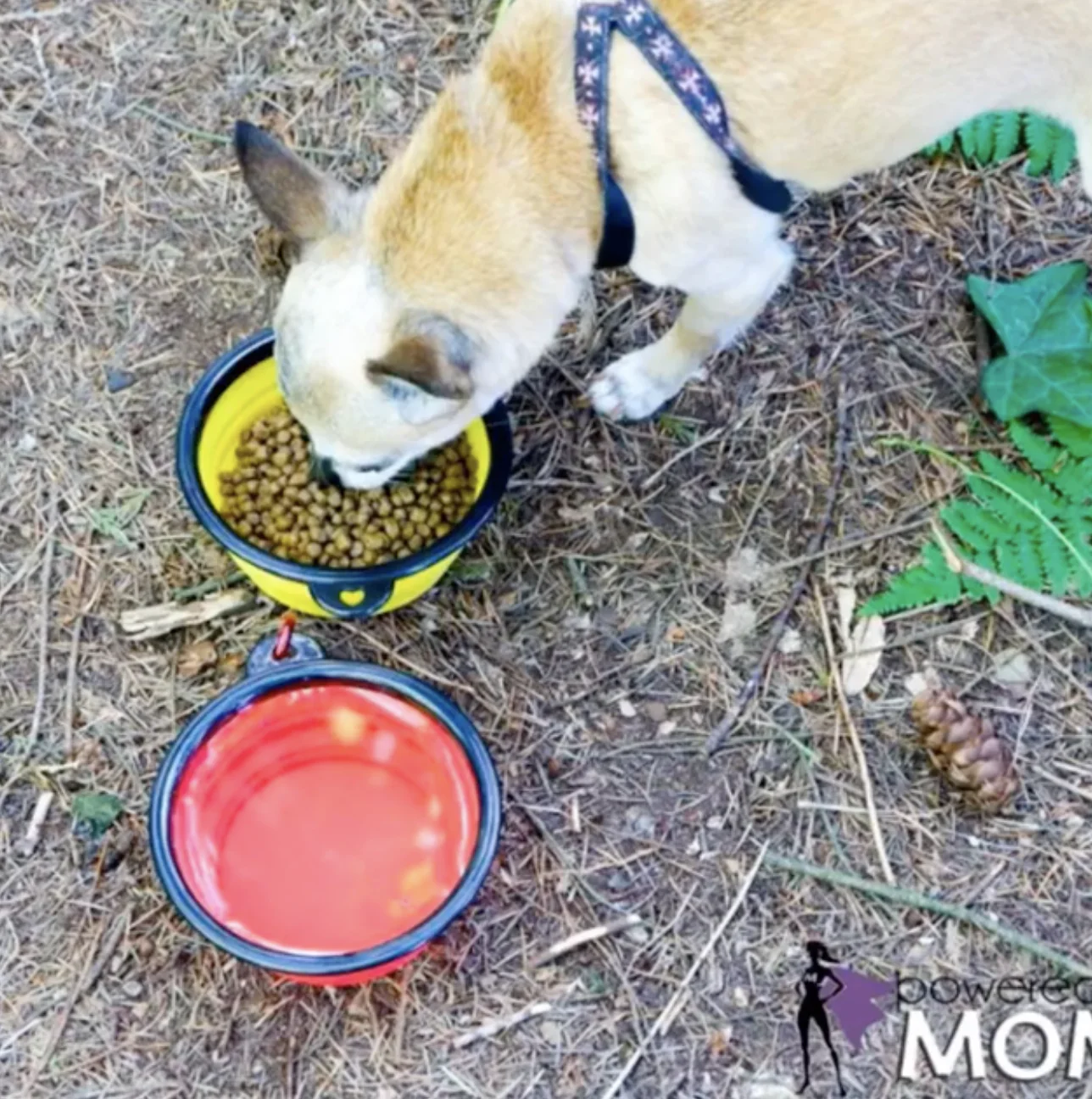 Collapsible Silicone Travel Bowls - 12oz - Image 16