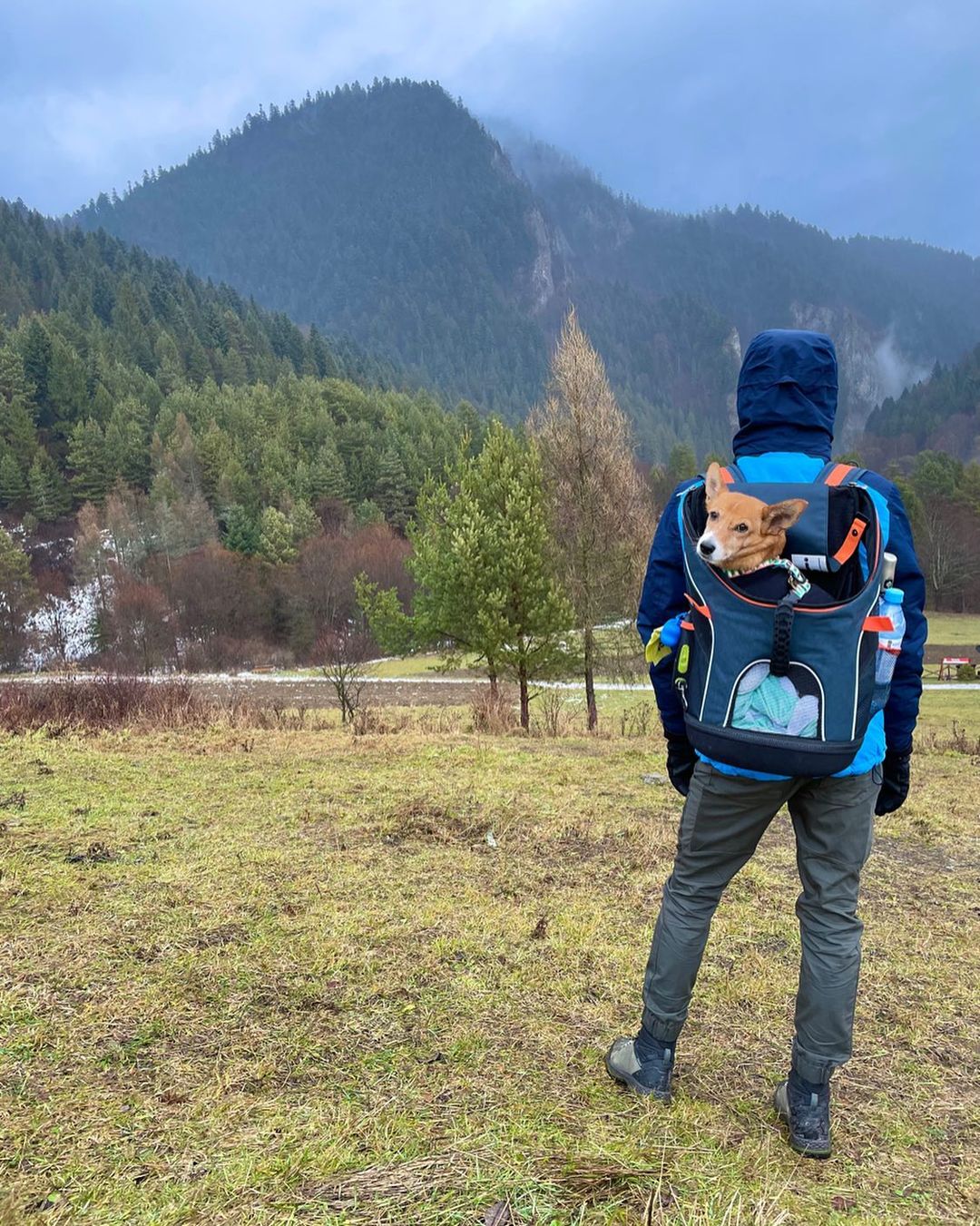 Ibiyaya Ultralight Pro Pet Backpack Carrier, Airline-Approved Backpack for Biking and Hiking, Front-Facing Cat-Dog Travel Bag Combo - Image 28