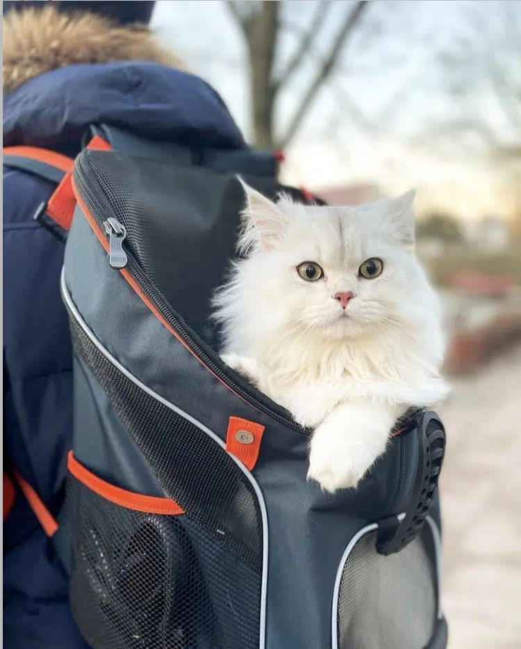 Ibiyaya Ultralight Pro Pet Backpack Carrier, Airline-Approved Backpack for Biking and Hiking, Front-Facing Cat-Dog Travel Bag Combo - Image 30