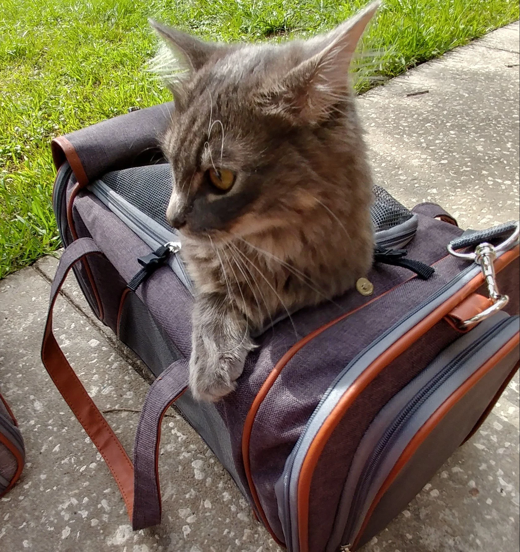 Mr. Peanut's Gold Series Standard Size Airline Compliant Pet Carrier - Image 22