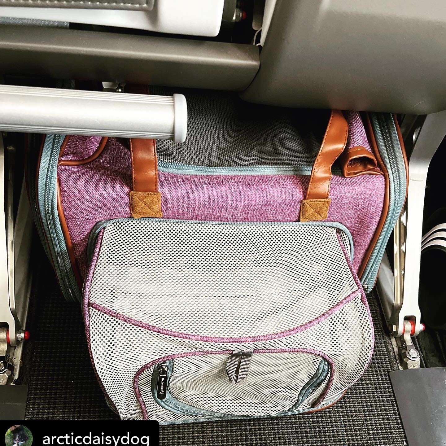 Mr. Peanut's Gold Series Big Apple XL Size Double Expandable Pet Carrier - Image 8