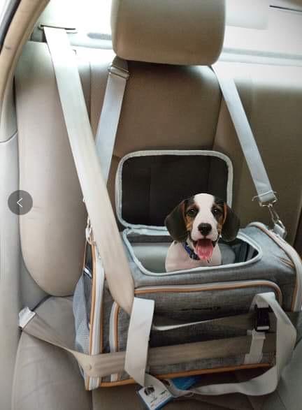 Mr. Peanut's Platinum Series Expandable Pet Carrier - Image 30