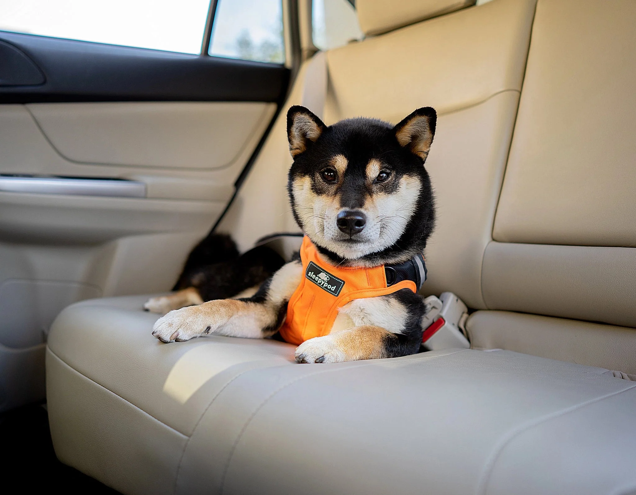 Sleepypod - Clickit Terrain Plus Crash Tested Car Harness - Image 4