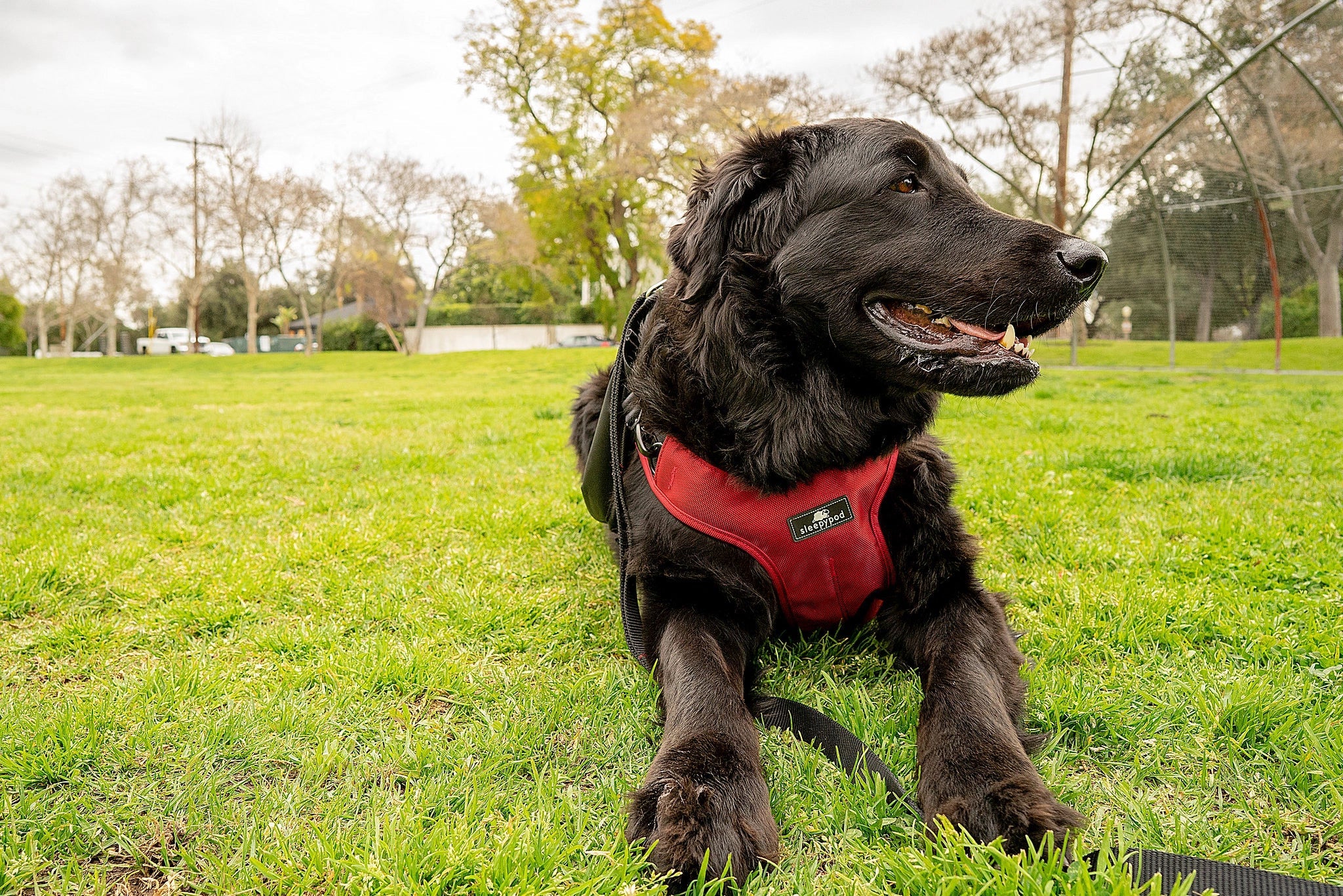 Sleepypod - Clickit Terrain Plus Crash Tested Car Harness - Image 7