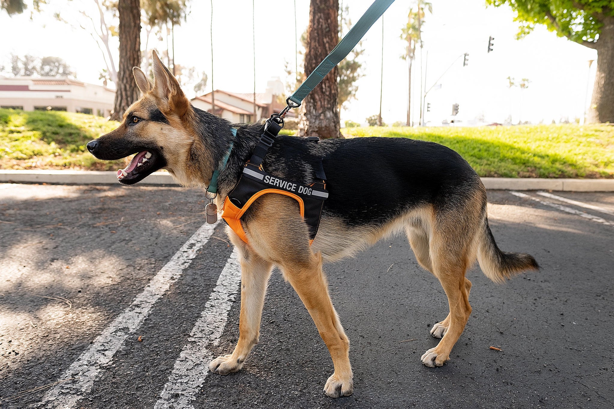 Sleepypod - Clickit Terrain Plus Crash Tested Car Harness - Image 9