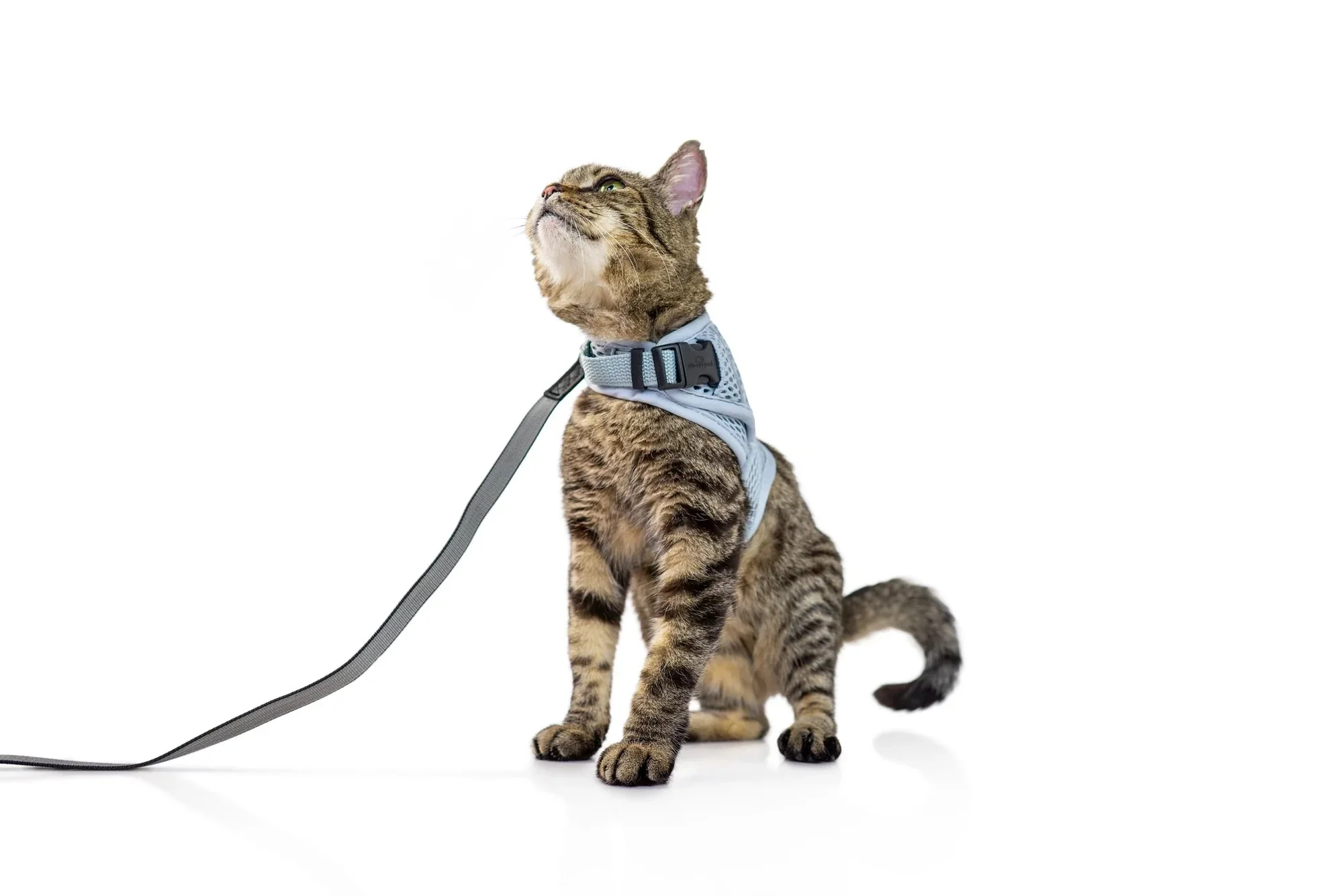 Sleepypod Martingale Calming Harness for Cats - Image 19