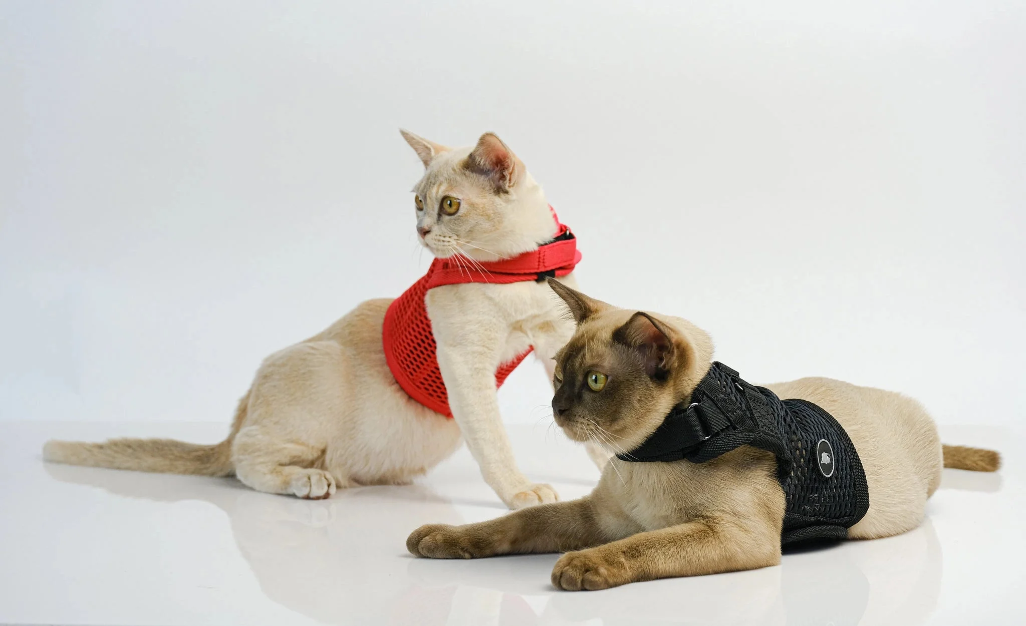 Sleepypod Martingale Calming Harness for Cats - Image 4