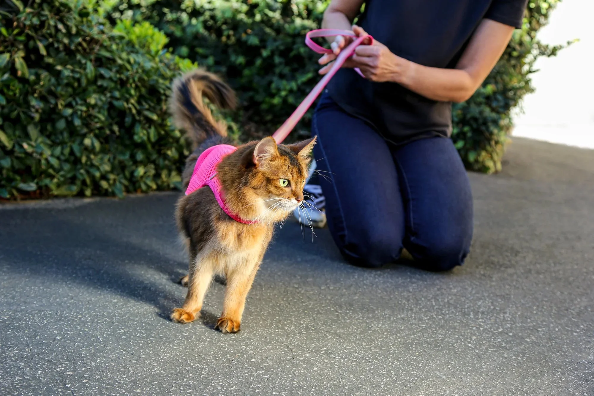 Sleepypod Martingale Calming Harness for Cats - Image 9