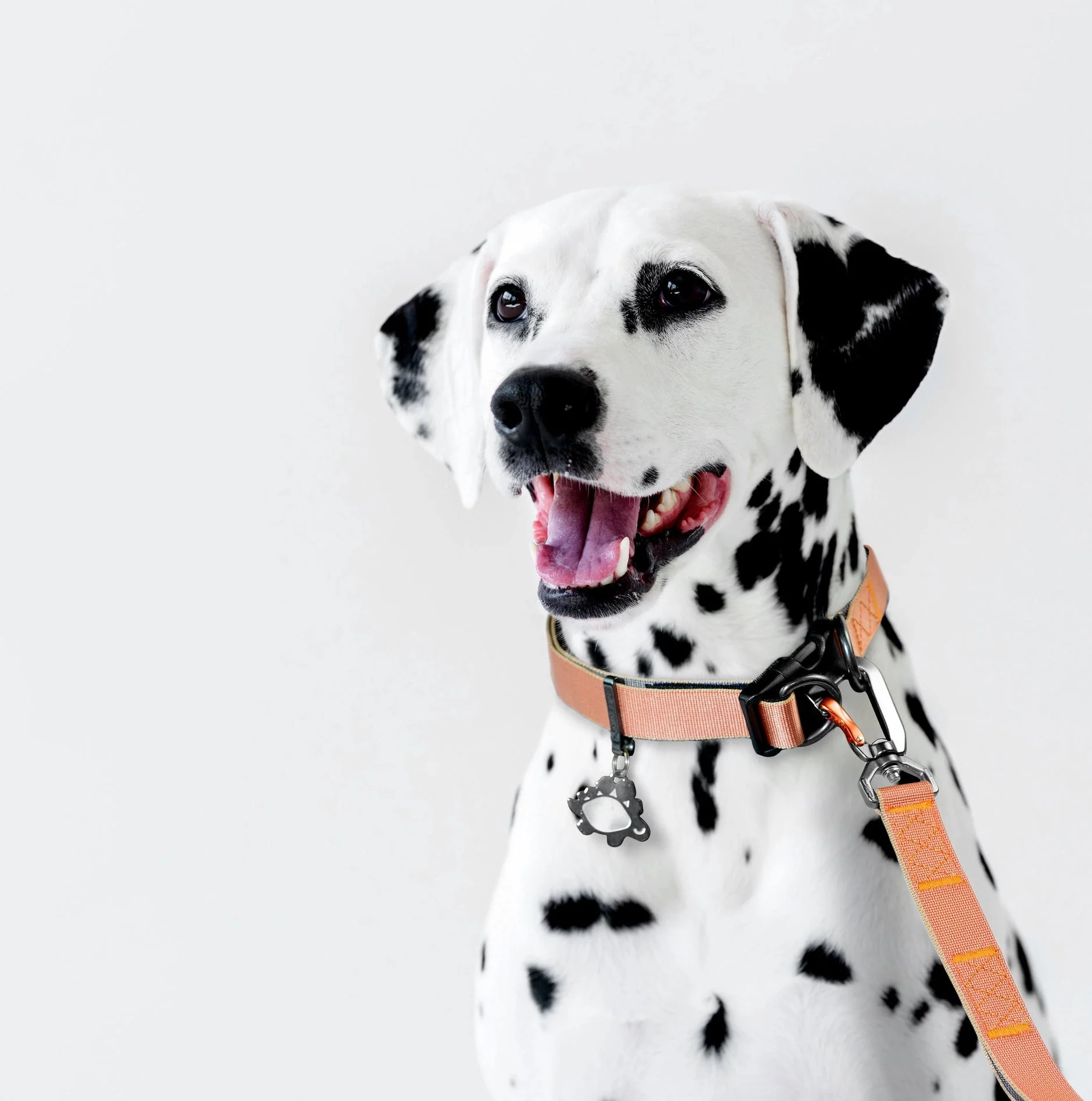 Sleepypod Power Collar - Image 4