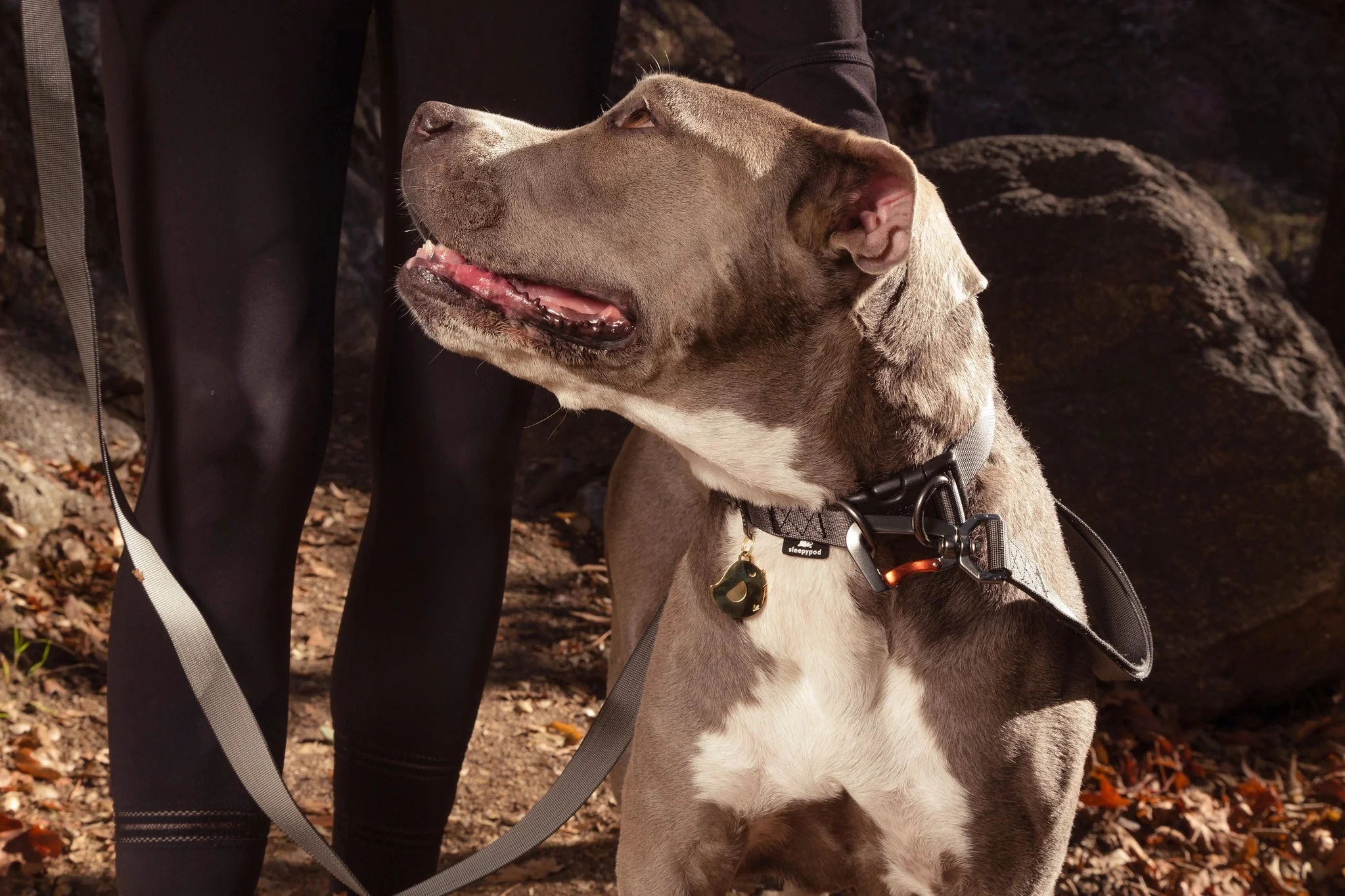 Sleepypod Power Collar - Image 5