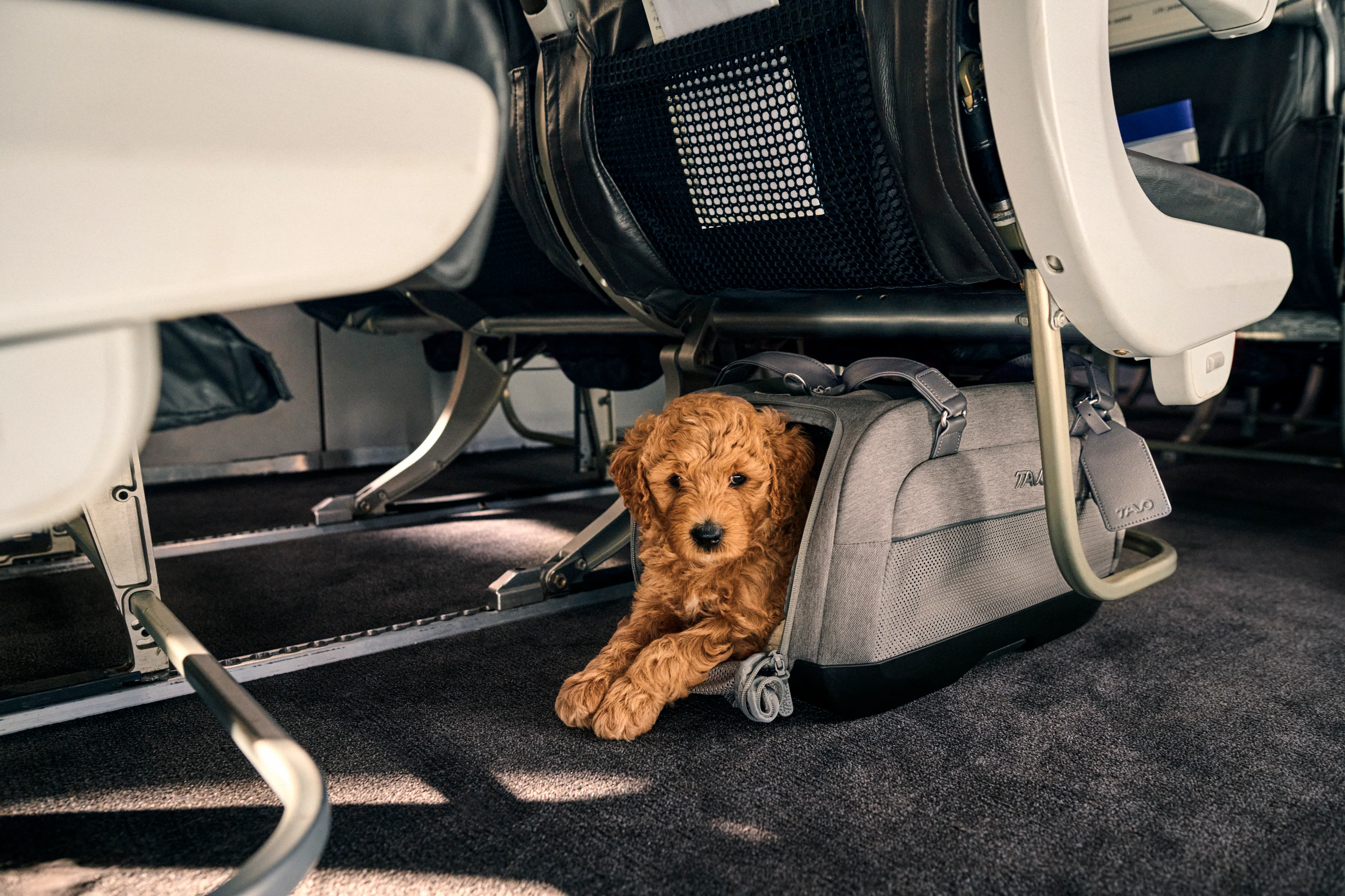 Tavo Pets Dupree II Airline Carry-On Pet Car Seat and Optional Roscoe Stroller - Please Note Shipping Time Frame in Description - Image 14