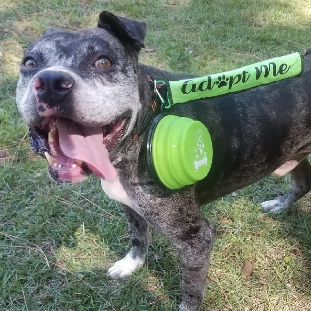 2 Pak XL 34oz Collapsible Travel Bowls for Larger Pets - Image 10