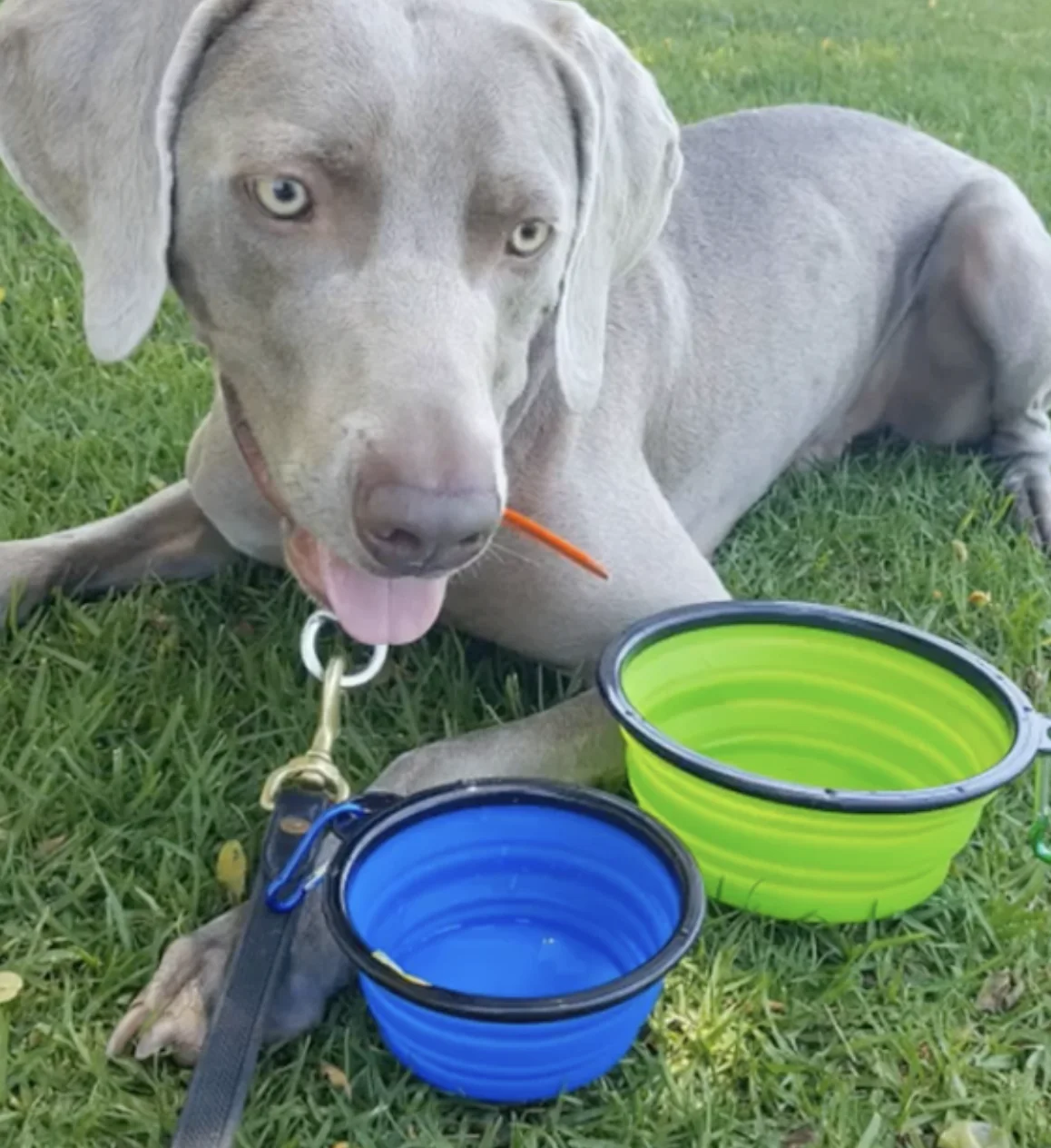 2 Pak XL 34oz Collapsible Travel Bowls for Larger Pets - Image 7